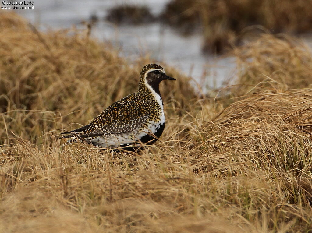 European Golden Plover