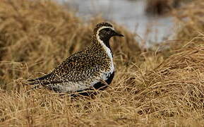 European Golden Plover