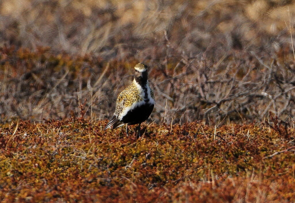 European Golden Plover