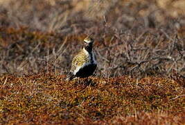 European Golden Plover