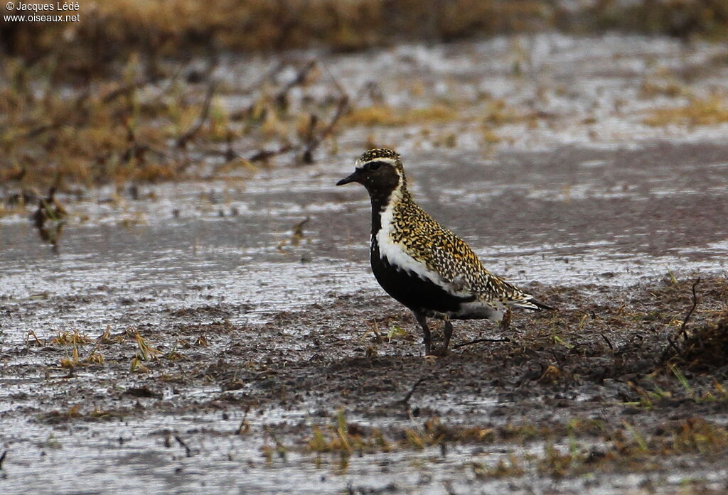 European Golden Plover