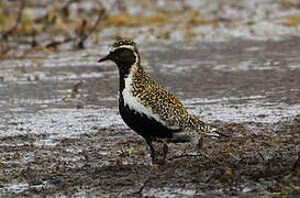 European Golden Plover