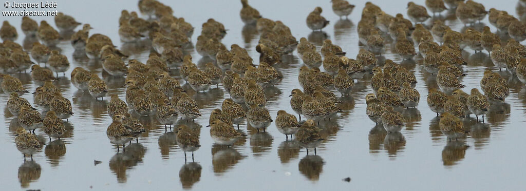 European Golden Plover