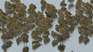 European Golden Plover