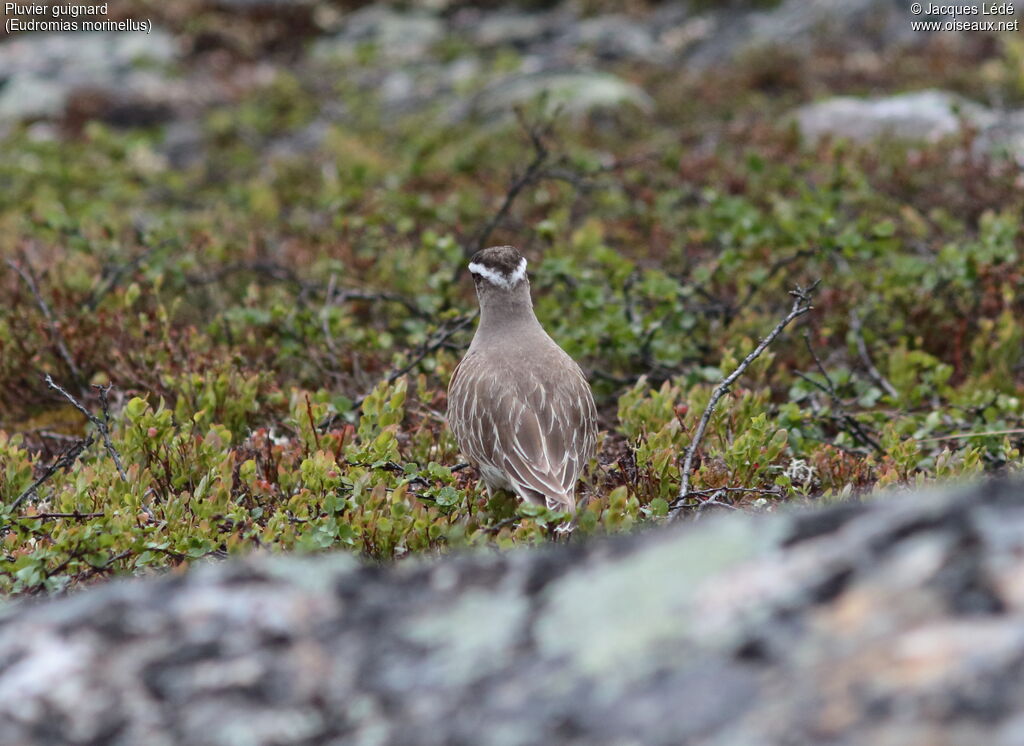 Eurasian Dotterel