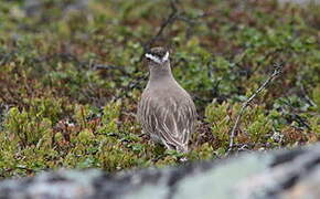 Eurasian Dotterel