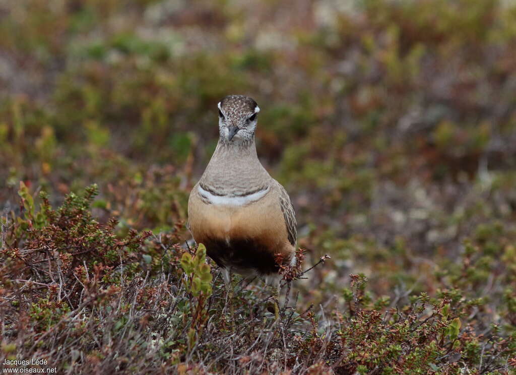 Eurasian Dotterel female adult breeding, close-up portrait