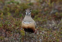 Eurasian Dotterel