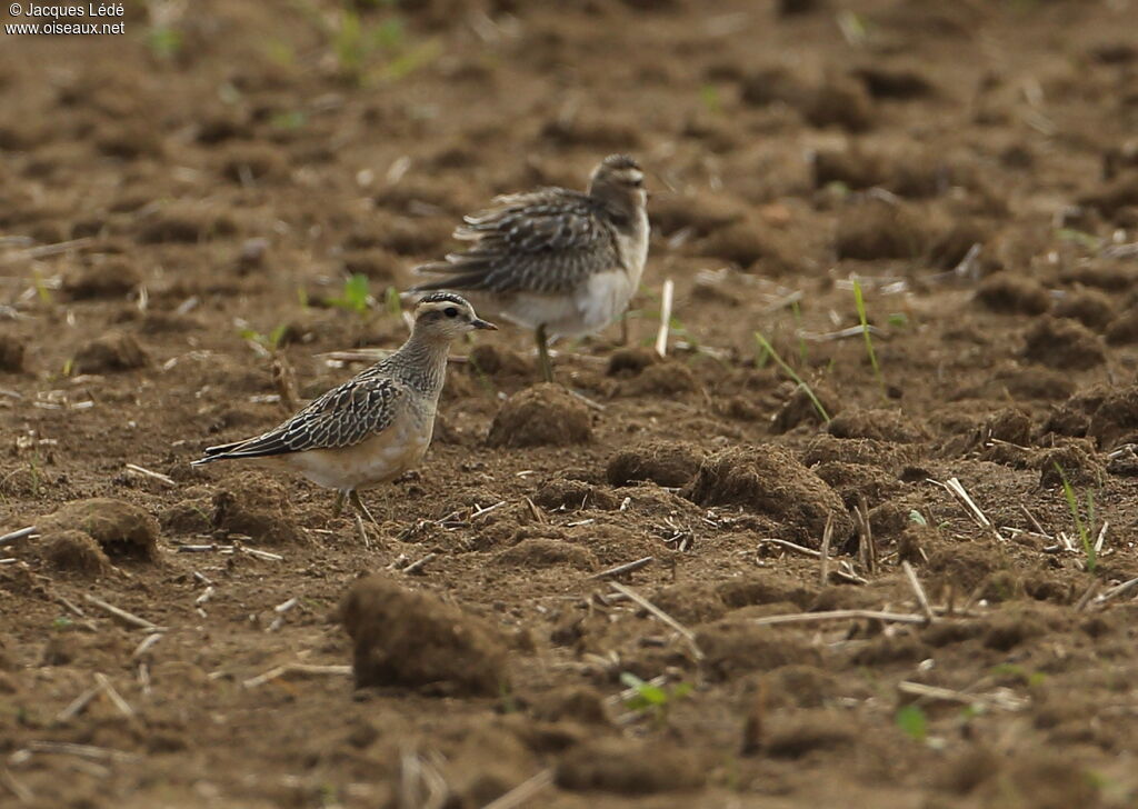 Eurasian Dotterel