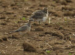 Eurasian Dotterel