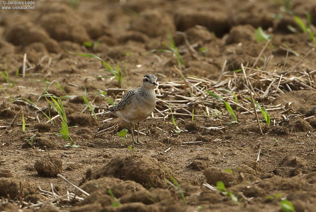 Eurasian Dotterel