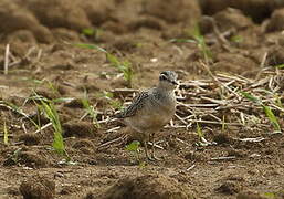 Eurasian Dotterel