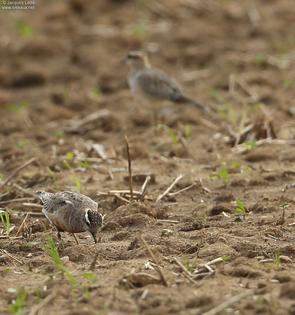 Eurasian Dotterel