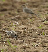 Eurasian Dotterel