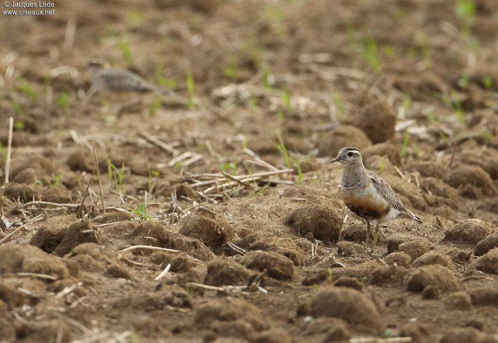 Eurasian Dotterel