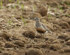 Eurasian Dotterel