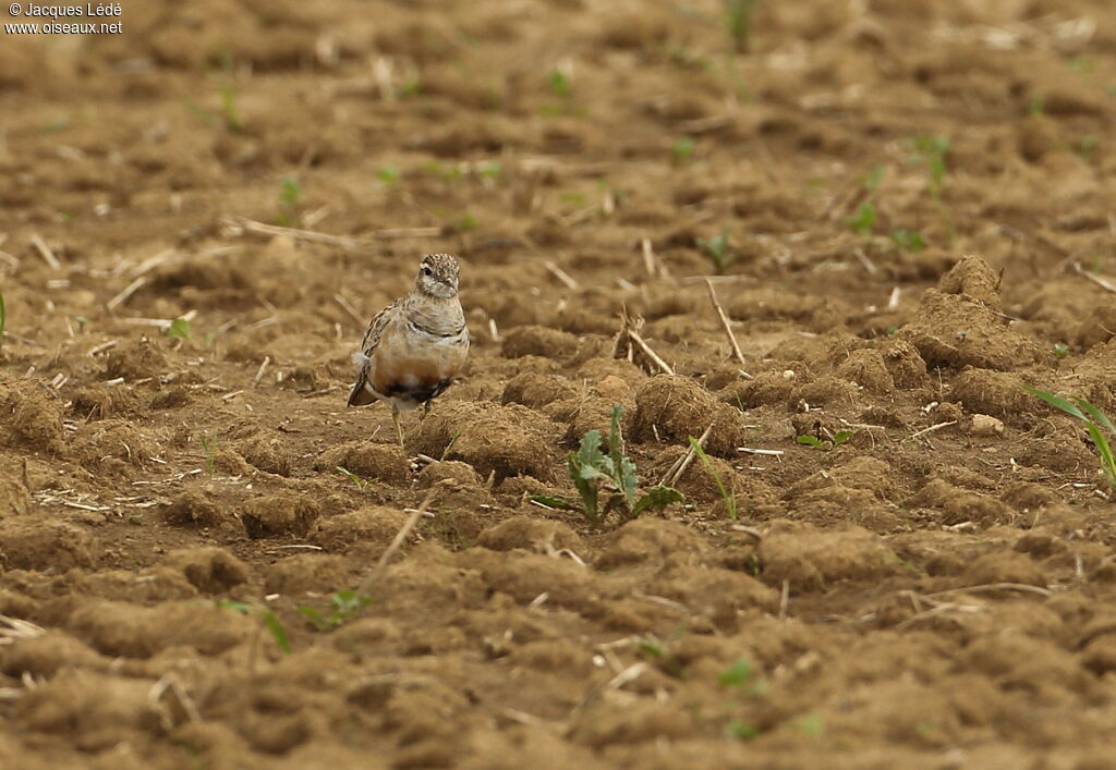 Eurasian Dotterel