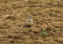 Eurasian Dotterel