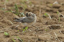 Eurasian Dotterel