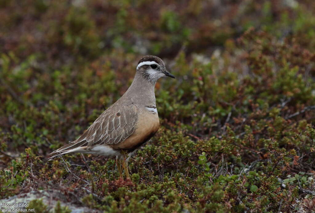 Eurasian Dotterel female adult breeding, identification