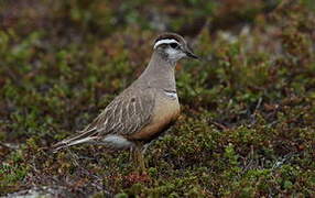 Eurasian Dotterel