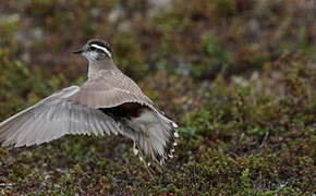 Eurasian Dotterel