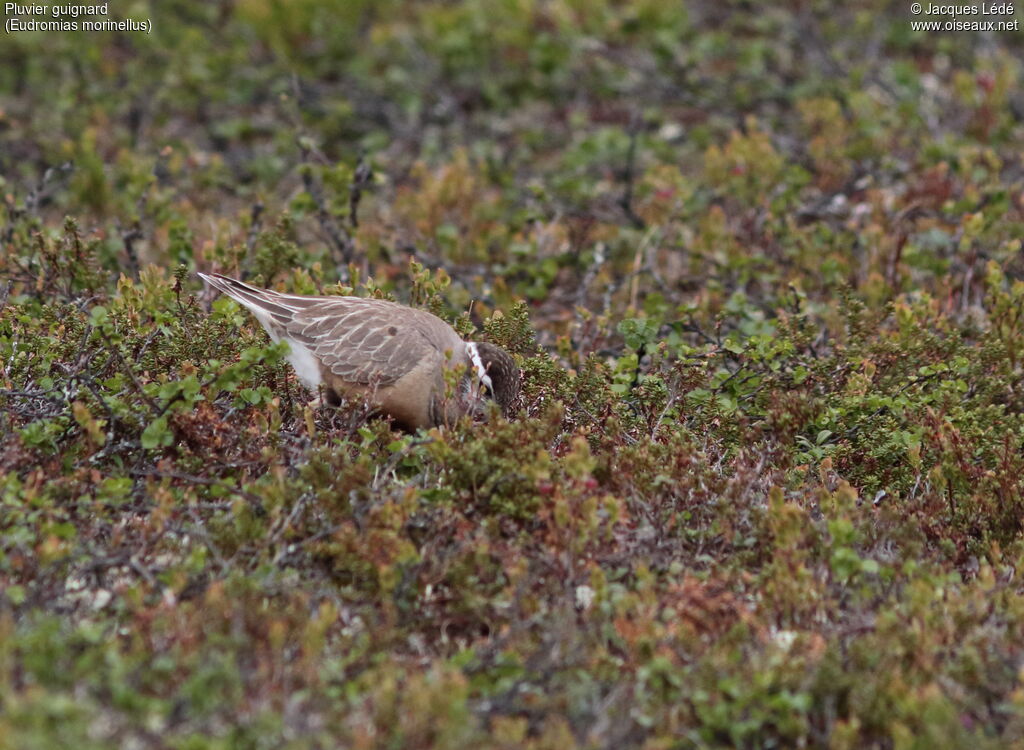 Eurasian Dotterel