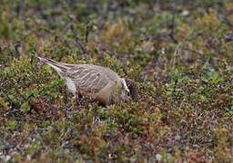 Eurasian Dotterel