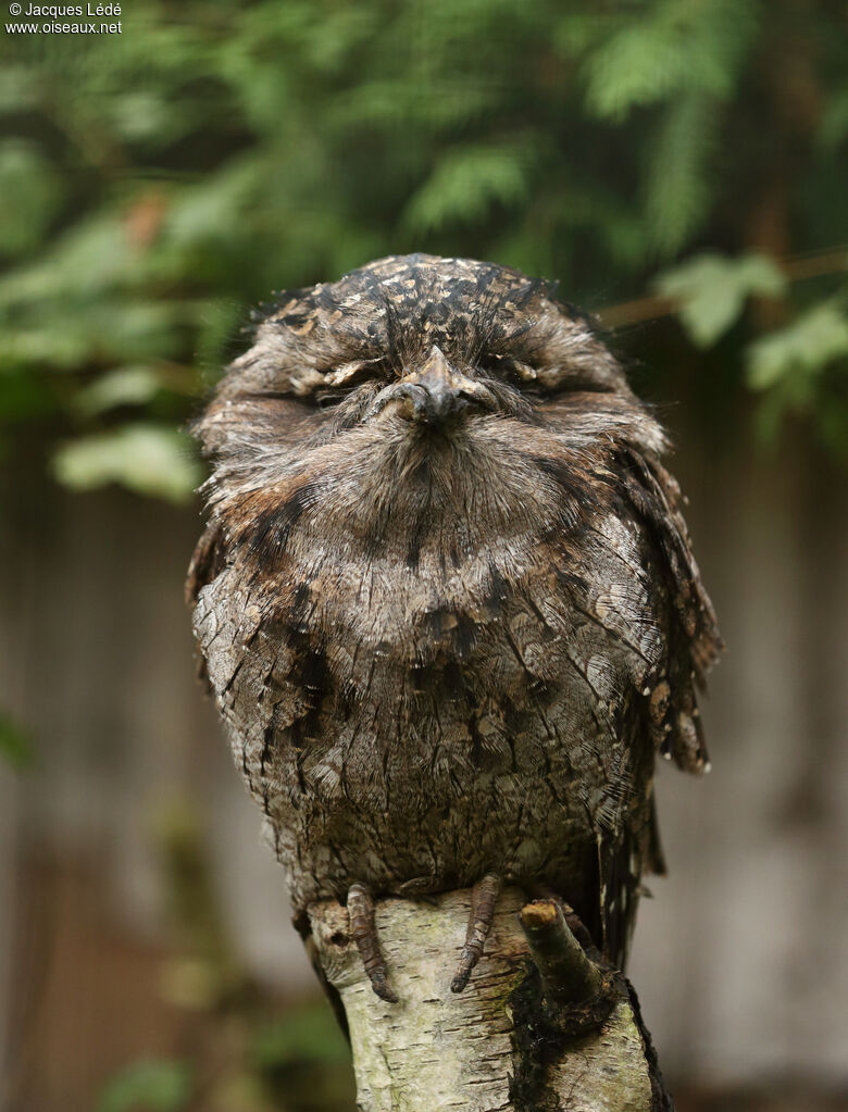 Tawny Frogmouth