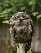 Tawny Frogmouth