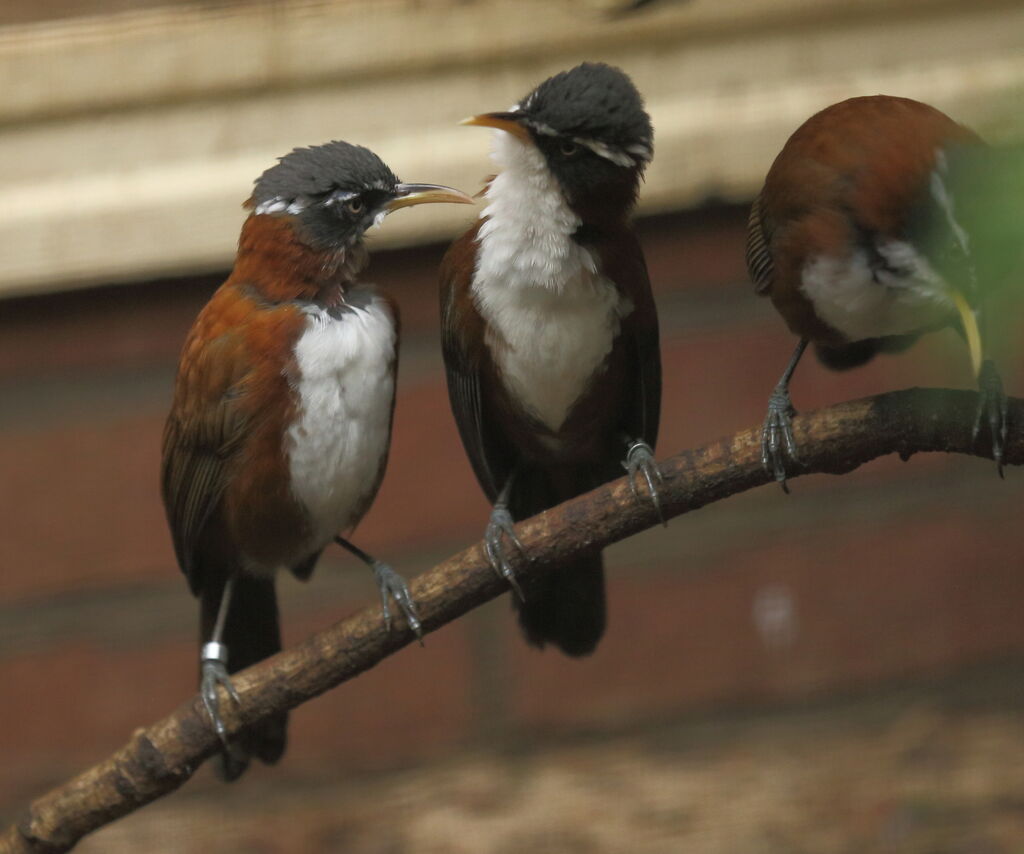 Chestnut-backed Scimitar Babbler