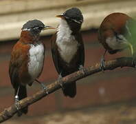 Javan Scimitar Babbler