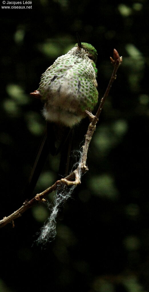 Green-tailed Trainbearer