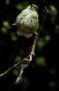 Green-tailed Trainbearer