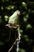 Green-tailed Trainbearer