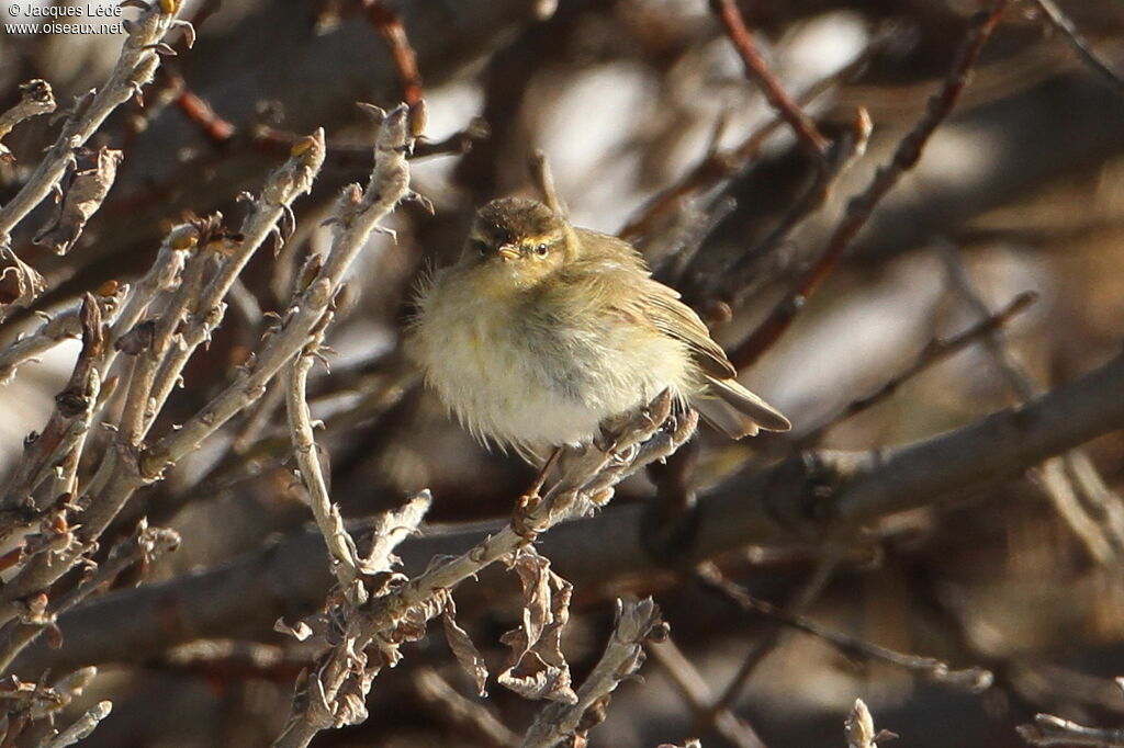 Willow Warbler