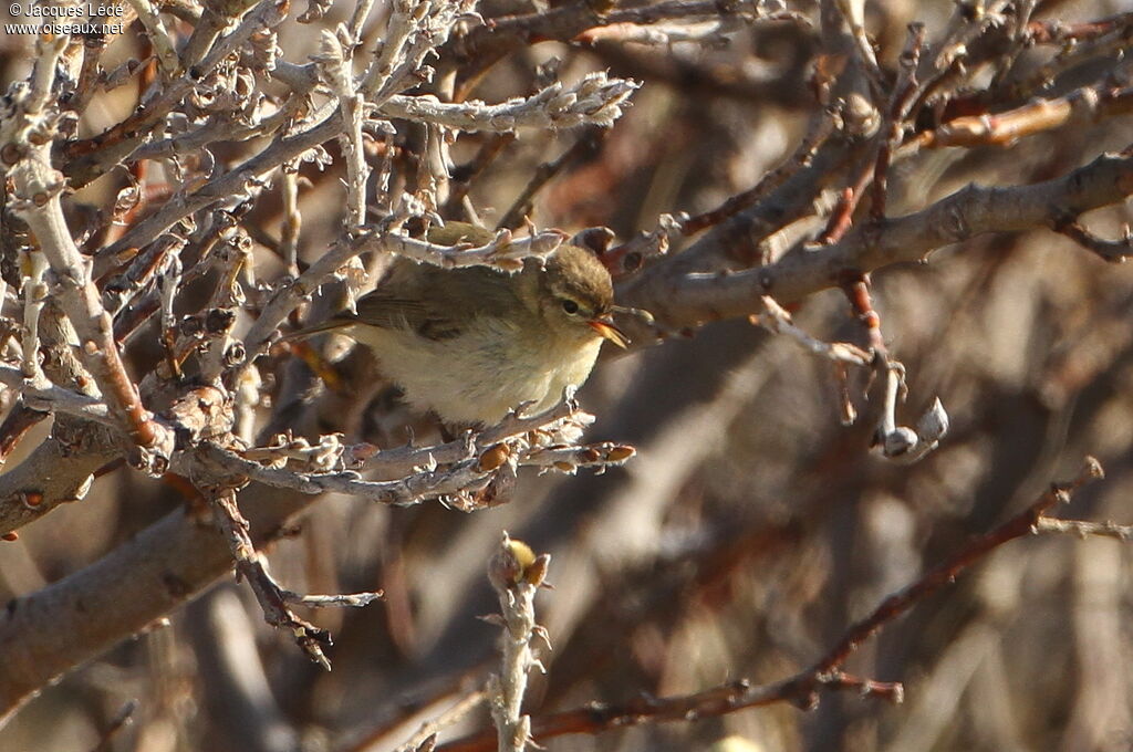 Willow Warbler