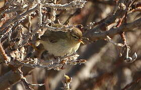 Willow Warbler