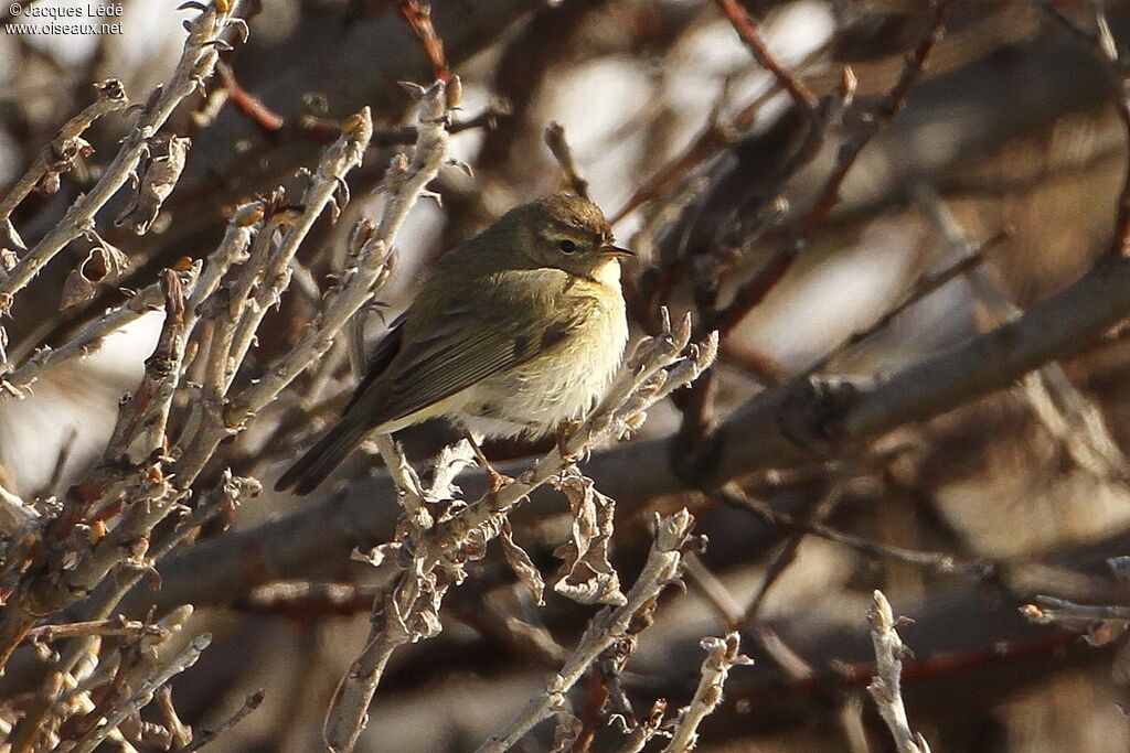 Willow Warbler