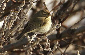 Willow Warbler