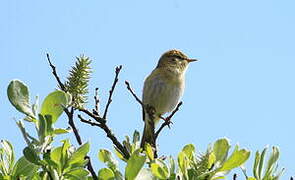 Willow Warbler