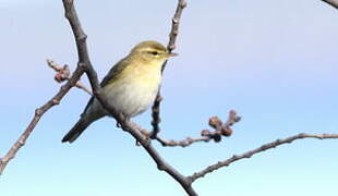 Willow Warbler