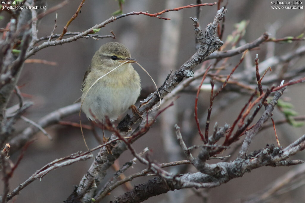 Willow Warbler