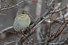 Willow Warbler