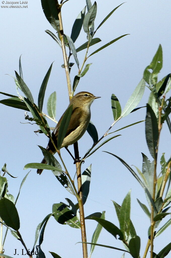 Pouillot véloce