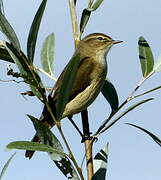 Common Chiffchaff