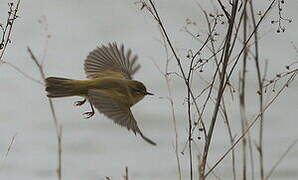 Common Chiffchaff