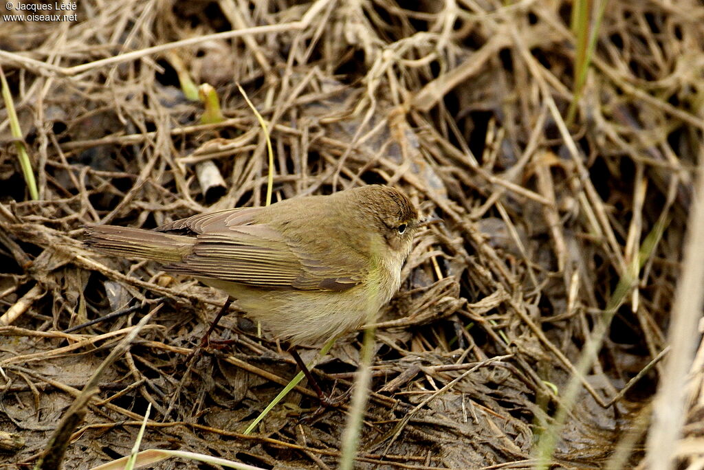 Common Chiffchaff