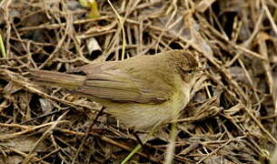 Common Chiffchaff