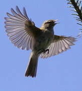 Common Chiffchaff